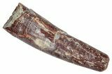 Bargain, Fossil Pterosaur (Siroccopteryx) Tooth - Morocco #332547-1